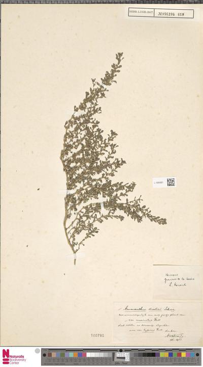 Amaranthus dinteri Schinz var. uncinatus Thell.