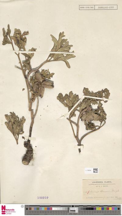 Paeonia brownii Douglas ex Hook.