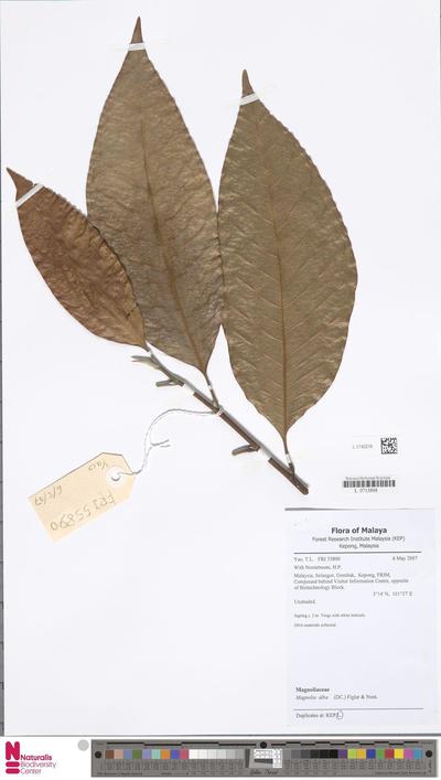 Magnolia alba (DC.) Figlar & Noot.