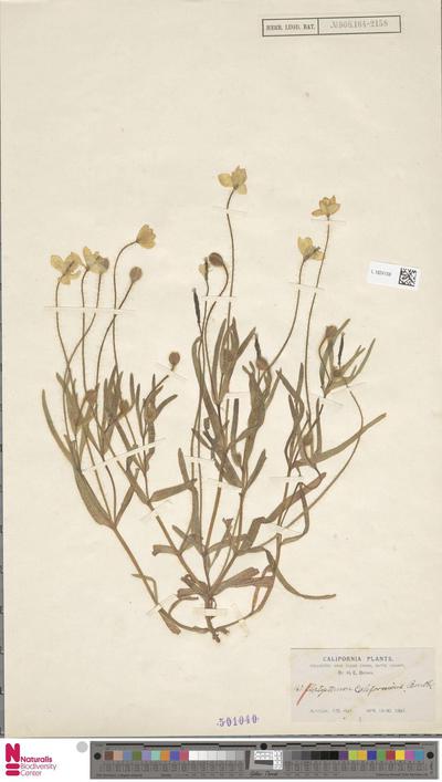 Platystemon californicus Benth.