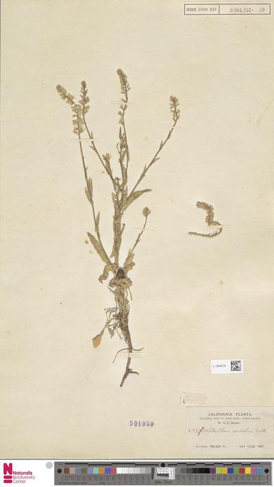Streptanthus cordatus Nutt.