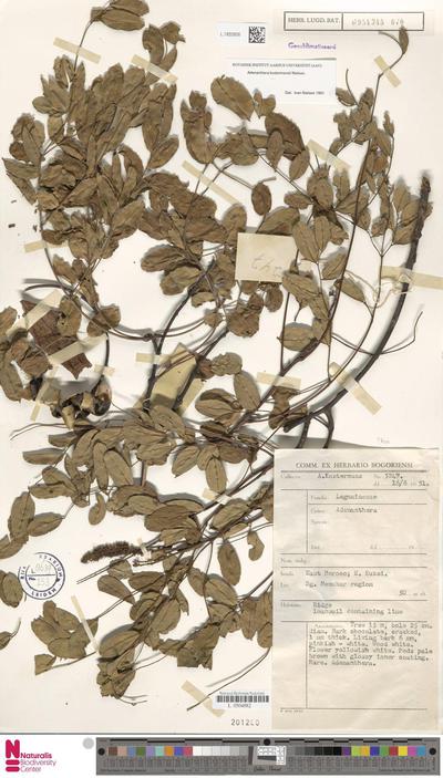 Adenanthera kostermansii I.C.Nielsen