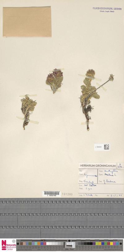 Anthyllis montana L. subsp. montana