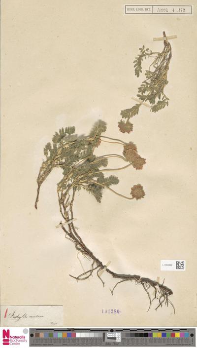 Anthyllis montana L. var. jacquinii Rchb.f.