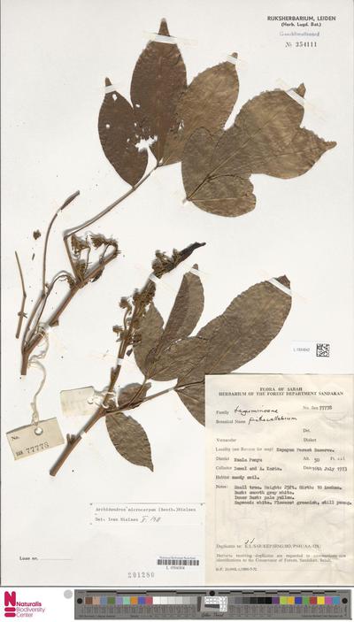 Archidendron microcarpum (Benth.) I.C.Nielsen