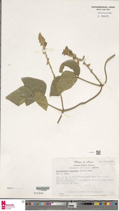 Calopogonium caeruleum (Benth.) Hemsl.