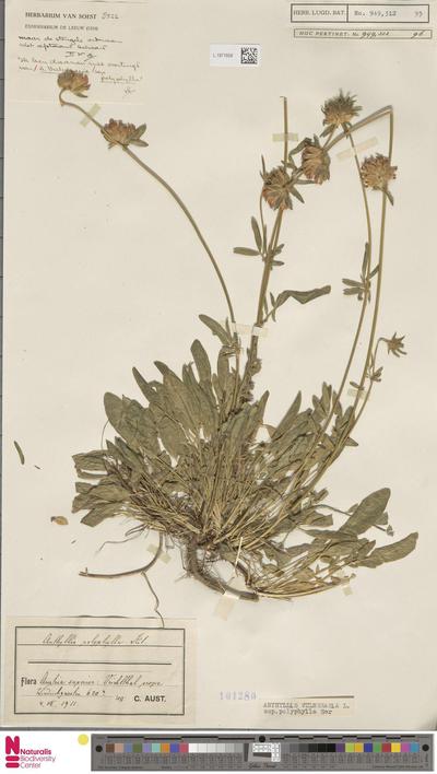 Anthyllis vulneraria L. subsp. polyphylla (DC.) Nyman