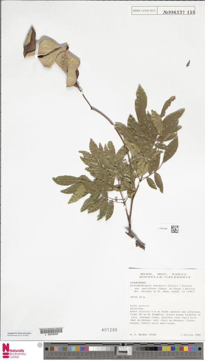 Archidendropsis fournieri (Vieill.) I.C.Nielsen var. auriculata (Charp. ex Fournet) I.C.Nielsen