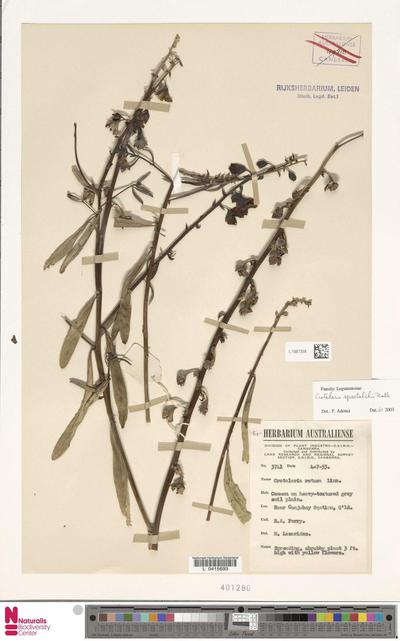 Crotalaria spectabilis Roth