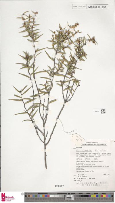 Acacia siculiformis Benth.