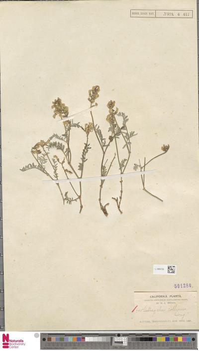 Astragalus collinus (Hook.) G.Don