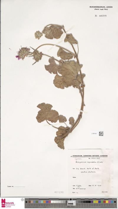 Pelargonium capitatum (L.) L'Hér.
