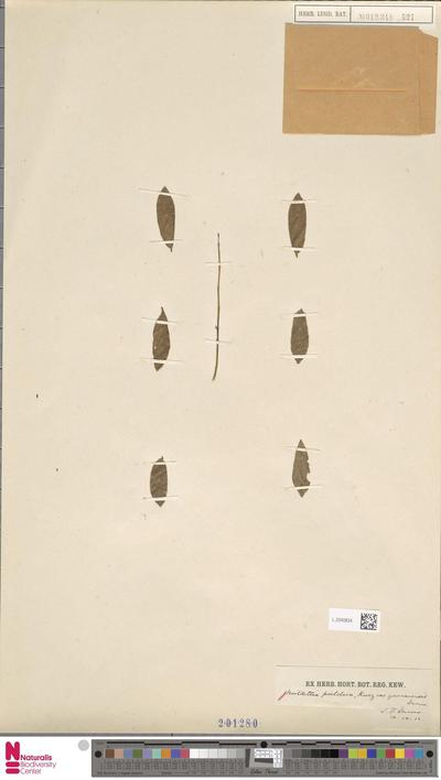Millettia pulchra Kurz. var. yunnanensis