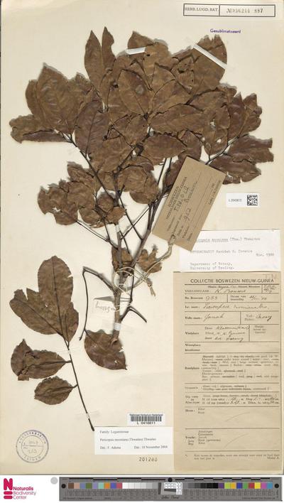 Pericopsis mooniana Thwaites