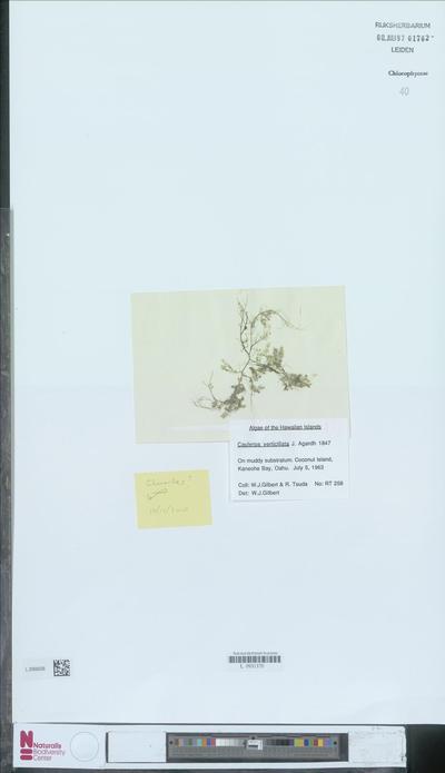 Caulerpa charoides (Weber Bosse) Thivy & Visal.