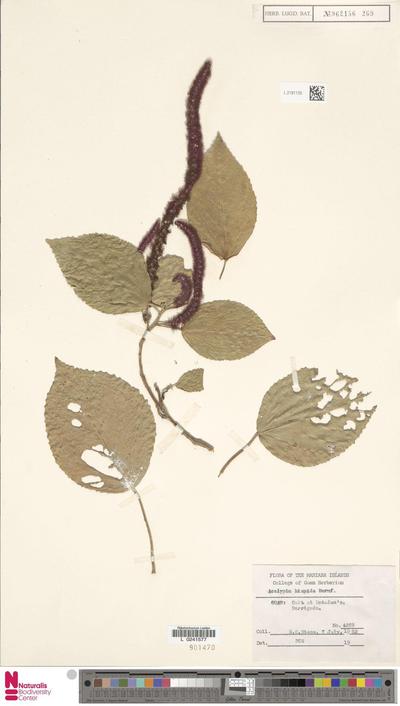 Acalypha hispida Burm.f.
