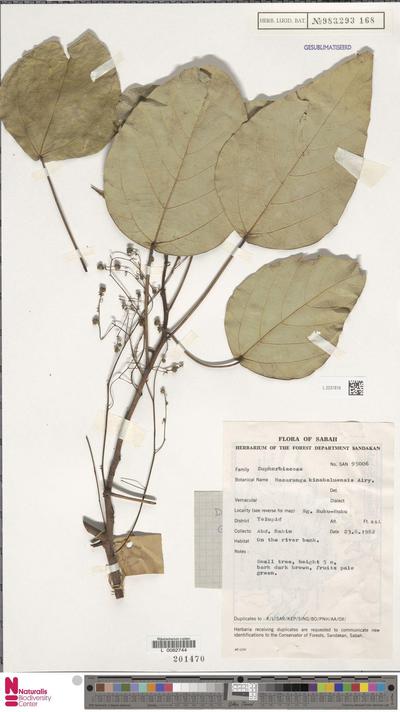 Macaranga kinabaluensis Airy Shaw