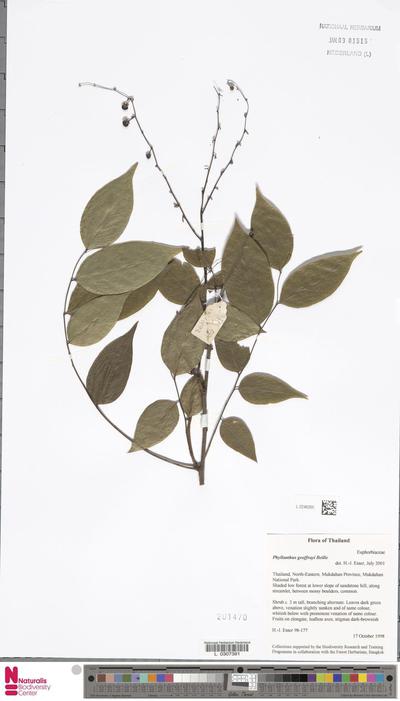 Phyllanthus geoffrayi Beille