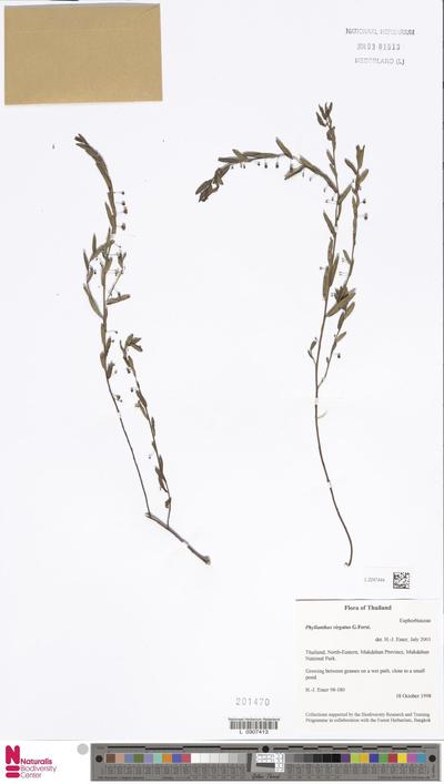 Phyllanthus virgatus G.Forst.