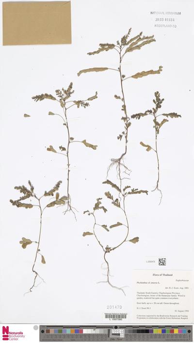 Phyllanthus amarus Schumach. & Thonn.
