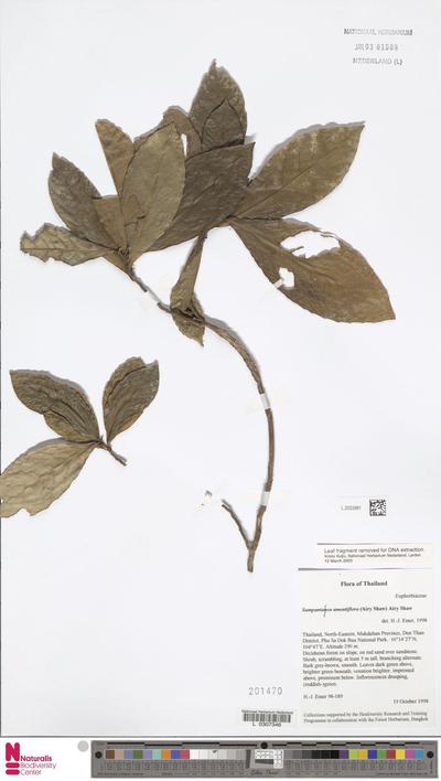 Sampantaea amentiflora (Airy Shaw) Airy Shaw