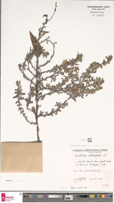 Hibbertia obtusifolia DC.