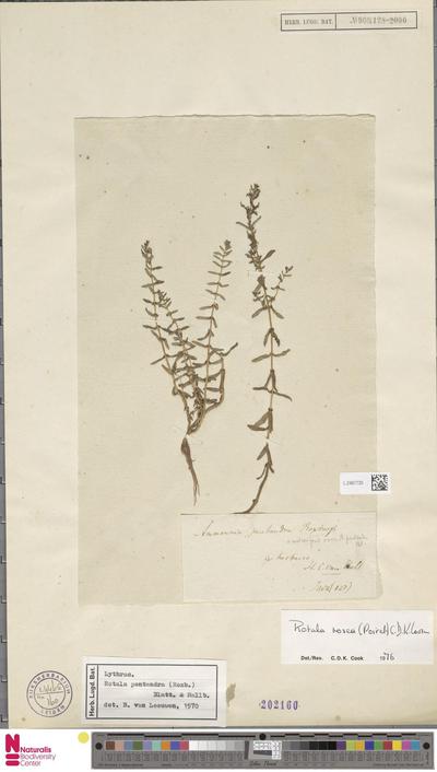 Rotala rosea (Poir.) H.Hara