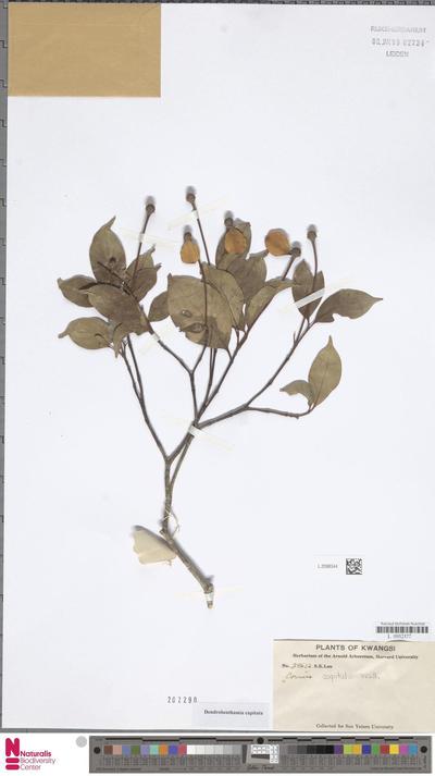 Dendrobenthamia capitata (Wall. ex Roxb.) Hutch.