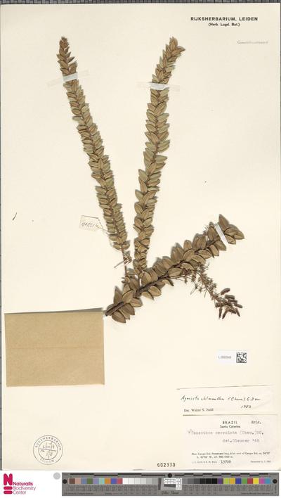 Agarista chlorantha (Cham.) G.Don