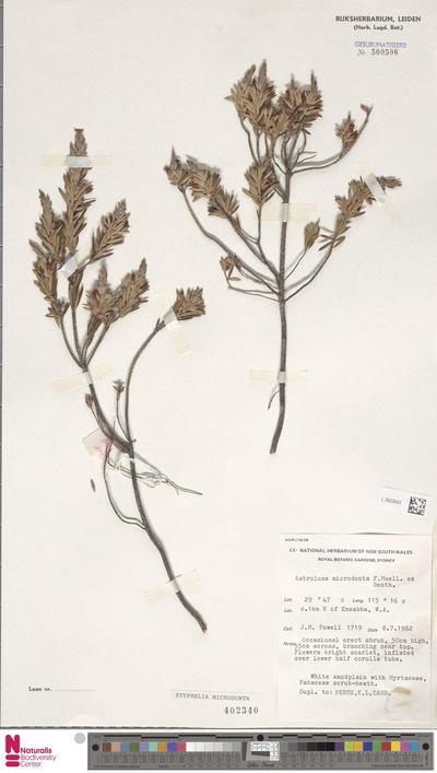 Styphelia microdonta (F.Muell. & Benth.) F.Muell.