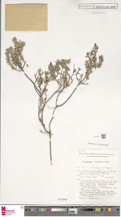 Styphelia erubescens F.Muell.