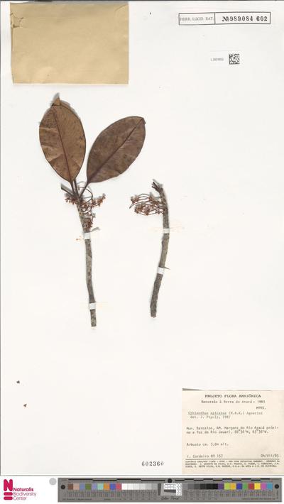 Cybianthus spicatus (Kunth) G.Agostini