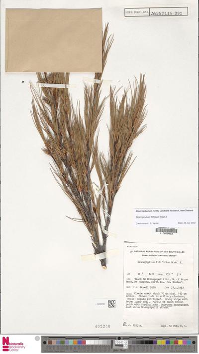 Dracophyllum filifolium Hook.f.