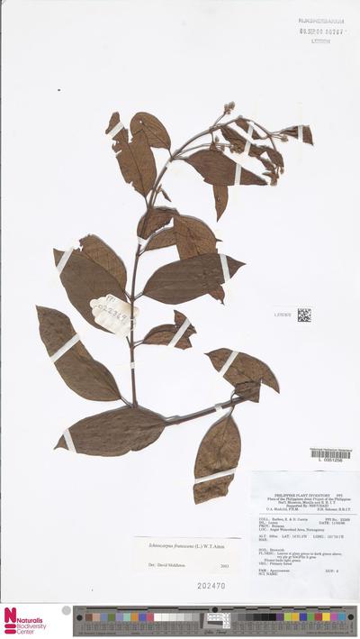 Ichnocarpus frutescens (L.) W.T.Aiton