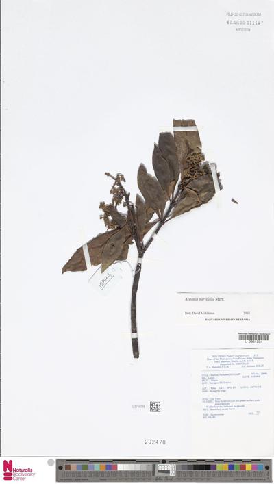 Alstonia parvifolia Merr.