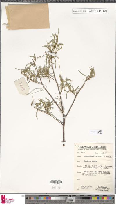 Eremophila latrobei F.Muell.