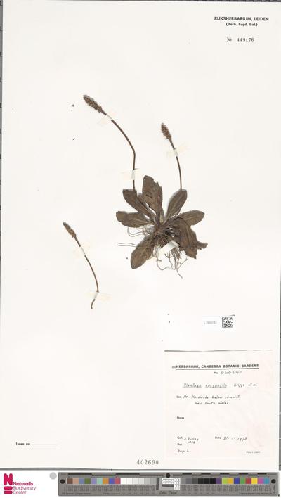 Plantago euryphylla B.G.Briggs, Carolin & Pulley