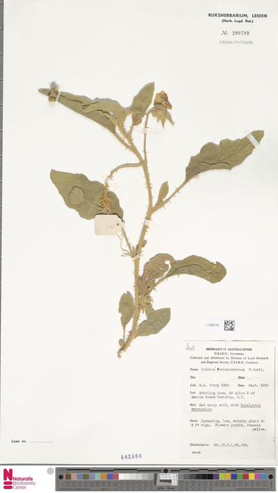 Solanum melanospermum F.Muell.
