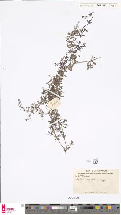 Galium asperifolium Wall.