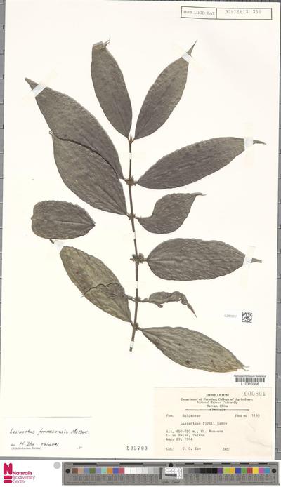 Lasianthus formosensis Matsum.