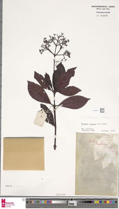 Psychotria ramulosa Merr. & L.M.Perry