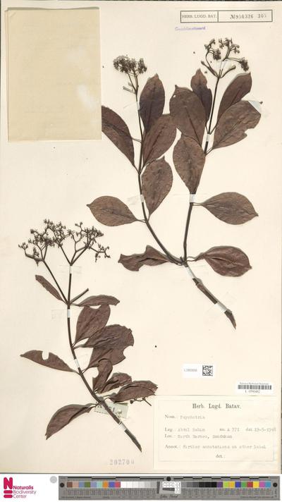 Psychotria L.