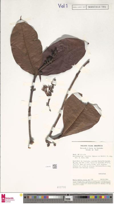 Retiniphyllum concolor (Spruce ex Benth.) Müll.Arg.