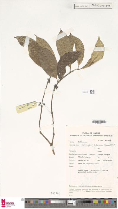 Urophyllum arboreum (Reinw. ex Blume) Korth.