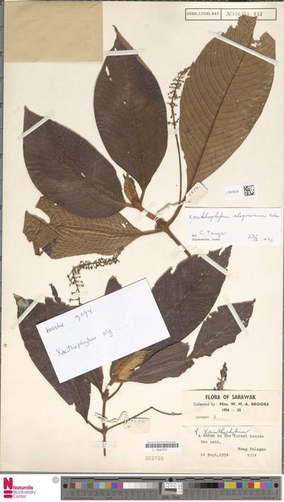 Xanthophytum alopecurum Axelius