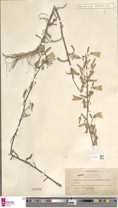 Campanula sibirica L.