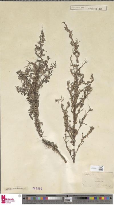 Artemisia chinensis L.