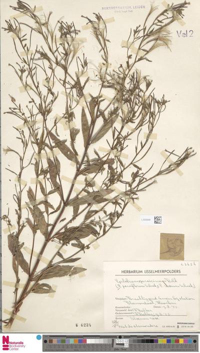 Epilobium parviflorum Schreb. × roseum
