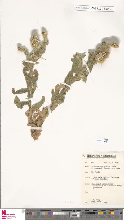 Pterocaulon serrulatum (Montrouz.) Guillaumin var. velutinum Guillaumin