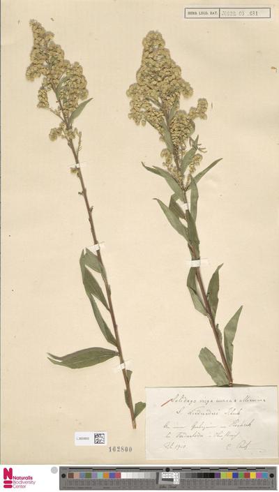 Solidago virgaurea L. × altissima